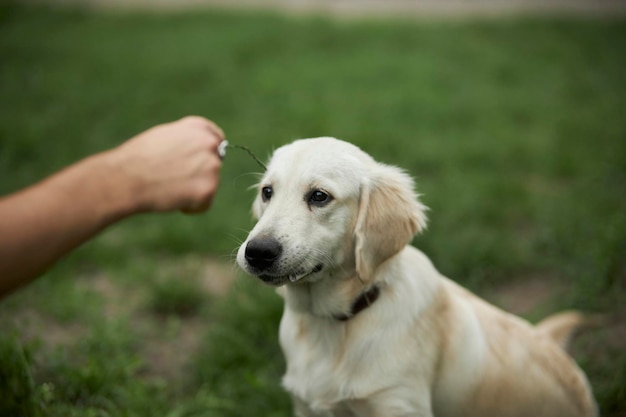 Adorabile golden retriever su erba verde, parco. golden retriever che gioca sull'erba nel parco.