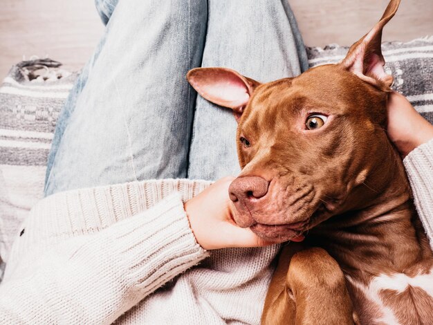 Adorabile, grazioso cucciolo color cioccolato e proprietario premuroso