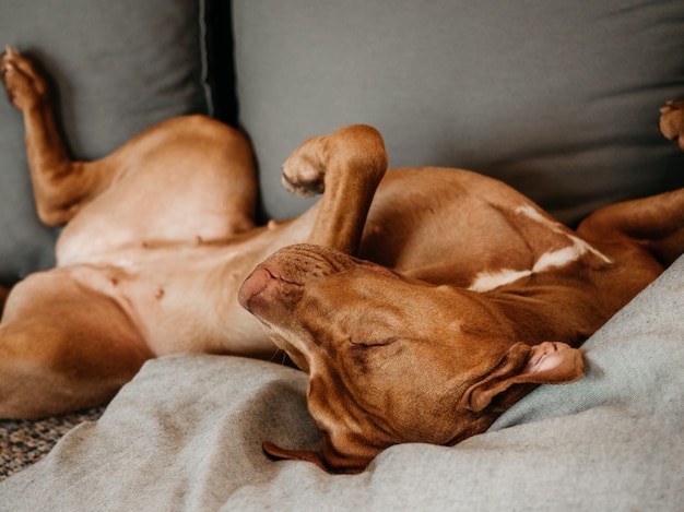 Adorabile, grazioso cucciolo di colore marrone. Primo piano, al chiuso. Luce del giorno. Concetto di cura, educazione, addestramento all'obbedienza e allevamento di animali domestici