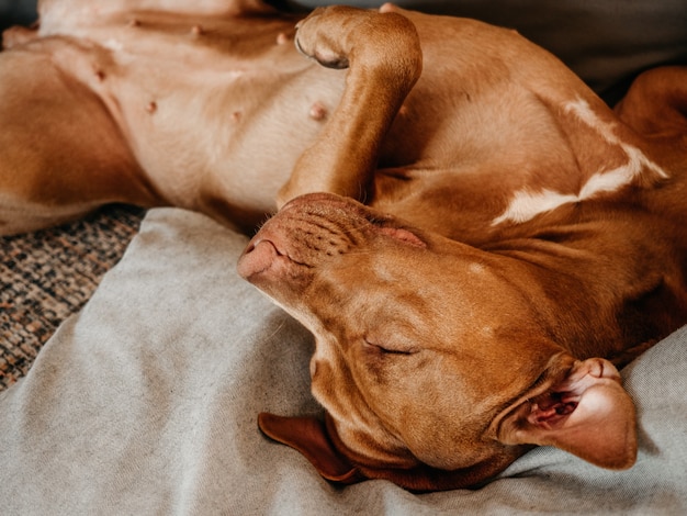 Adorabile, grazioso cucciolo di colore marrone. Primo piano, al chiuso. Luce del giorno. Concetto di cura, educazione, addestramento all'obbedienza e allevamento di animali domestici