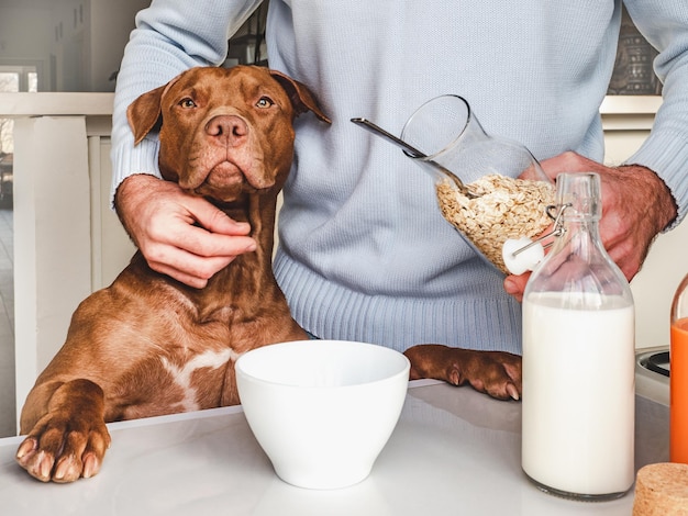 Adorabile, grazioso cucciolo e bell'uomo che prepara una sana colazione