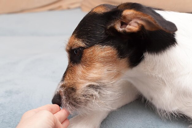 Adorabile Jack Russell Terrier sul divano di casa Bel cane