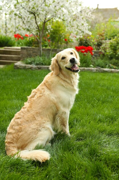 Adorabile Labrador seduto sull'erba verde, all'aperto