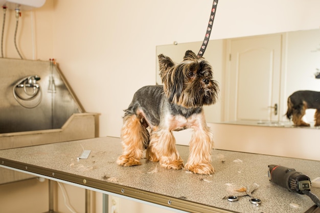 Adorabile piccolo terrier spaventato sul tavolo durante la procedura di rifilatura La superficie del tavolo è ricoperta di resti di pelliccia