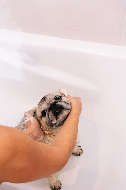 Adorabile Pug cane nella vasca da bagno a casa si prepara per un bagno confortante con acqua calda. Concetto di cura degli animali domestici, cura del pelo e igiene del cane.