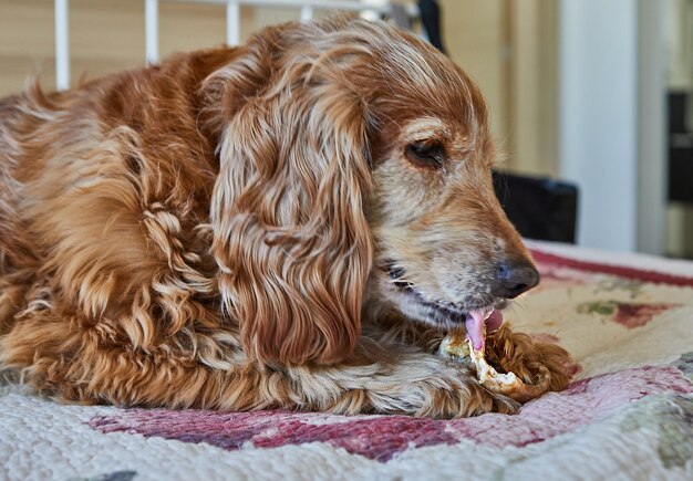 Adorabile Red Cocker Spaniel Cane che mangia un orecchio di maiale mentre giace su un letto