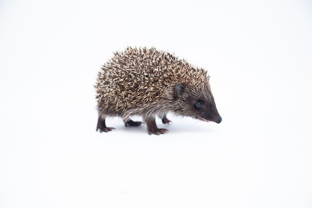 Adorabile riccio europeo felice su sfondo bianco per studio