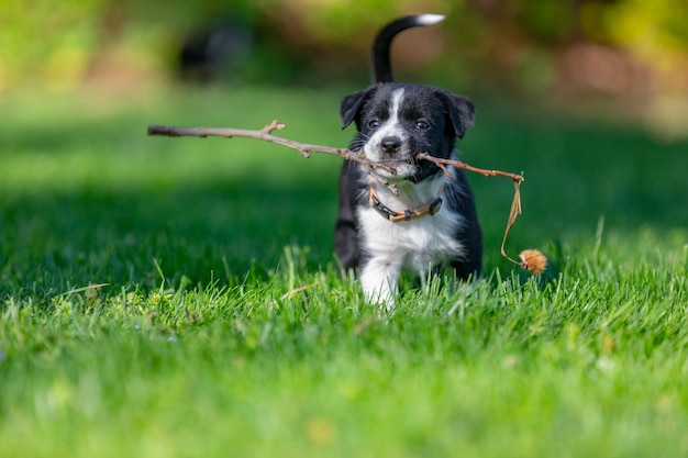 Adorabile ritratto di un fantastico cucciolo di border collie bianco e nero sano e felice. Di razza