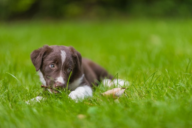 Adorabile ritratto di un incredibile cucciolo di border collie bianco e nero sano e felice contro il fogliame