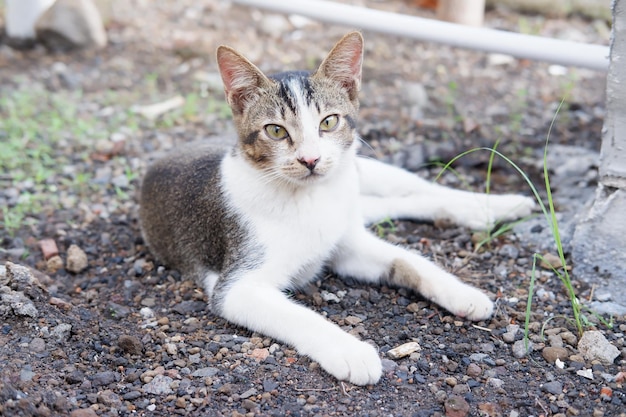 adorabile simpatico gatto come sfondo