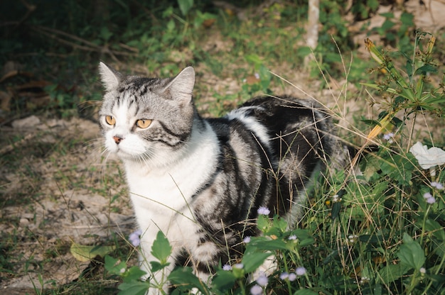 Adorabile simpatico piccolo gatto con bellissimi occhi gialli che si rilassano in giardino