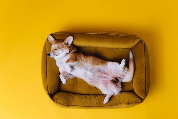 Adorabile simpatico Welsh Corgi Pembroke che dorme e si rilassa nel letto del cane su sfondo giallo per studio Razza più popolare del concetto di pubblicità del cane