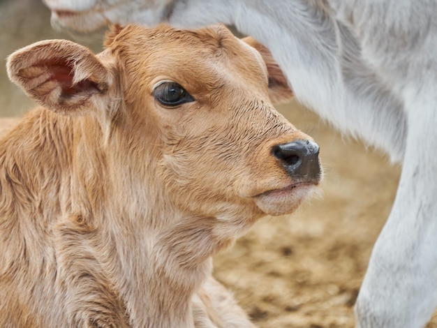 Adorabile vitello nel prato che riposa concetto di vita contadina rurale