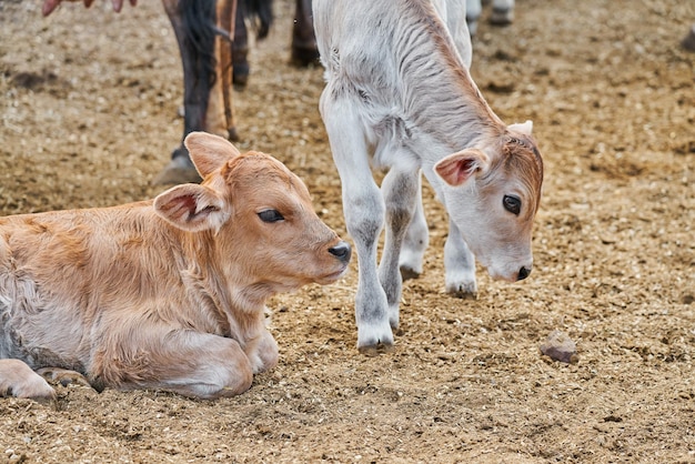 Adorabile vitello nel prato che riposa concetto di vita contadina rurale