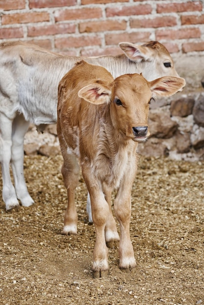 Adorabile vitello nel prato che riposa concetto di vita contadina rurale