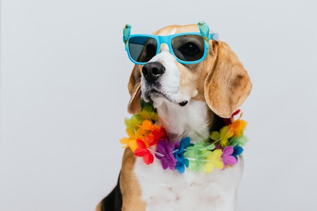 Adorabili occhiali da sole Beagle da festa e collana hawaiana con sfondo bianco