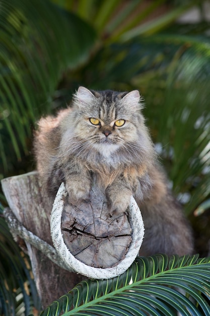 Adorabilmente carino tabby persiano Ragdoll gatto seduto rilassato sull'albero nell'isola di Ko Wai Thailandia