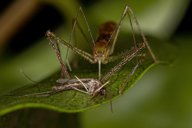Adult Assassin Bug della tribù Harpactorini in preda a una zanzara Culicine adulta del genere Culex