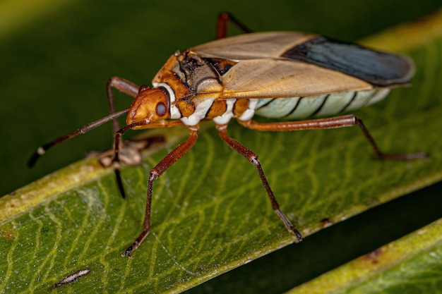 Adult Cotton Stainer Bug del genere Dysdercus