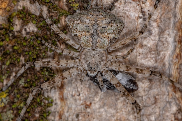 Adult Longspinneret Spider della famiglia Hersiliidae in preda a un coleottero