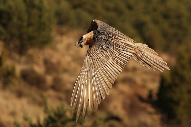 Adulto di Lammergeier volante, spazzino, avvoltoi, uccelli, falco, Gypaetus barbatus