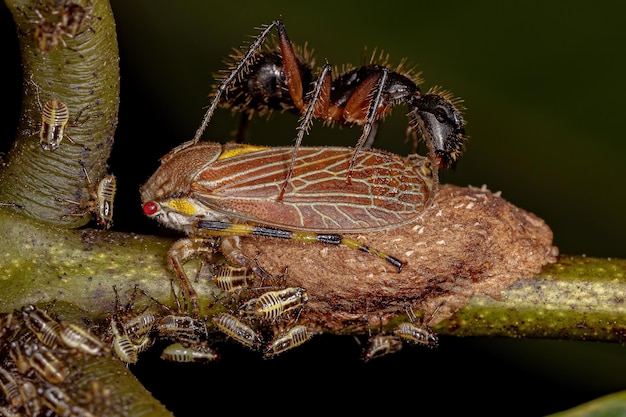 Adulto e ninfe di Aetalionid Treehopper della specie Aetalion reticulatum e una formica carpentiere della specie Camponotus rufipes