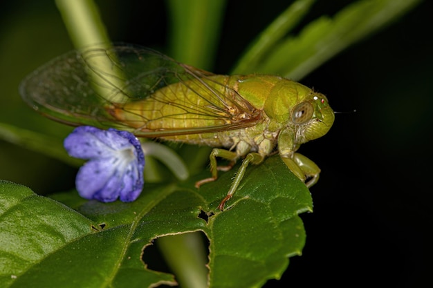 Adulto Largeclasper Cicala del genere Carineta