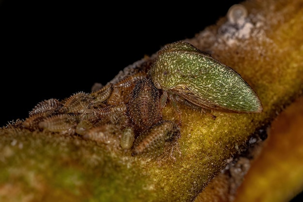 Adulto Tipico Treehopper della Famiglia Membracidae con ninfe