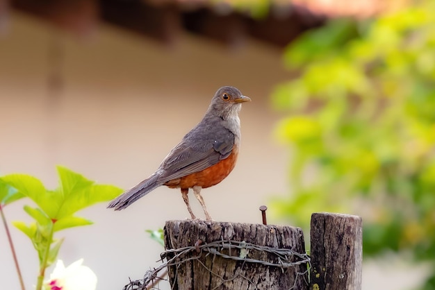 Adulto Tordo dal ventre rossiccio Uccello della specie Turdus rufiventris