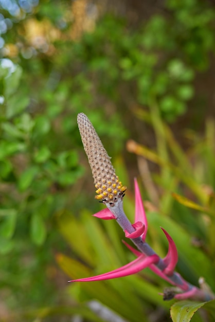 Aechmea bromeliifolia pianta che cresce in un giardino o un campo all'aperto Primo piano di bellissime piante da fiore delle specie di bromeliacee che fioriscono e sbocciano in natura durante una giornata di sole in primavera