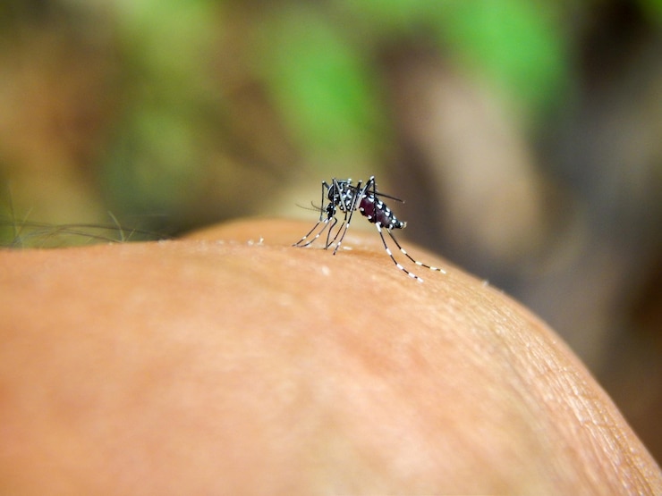 Foto aedes aegypti la zanzara della febbre gialla che morde un uomo