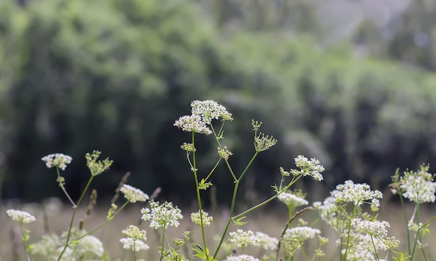 Aegopodium podagraria pianta con fiori bianchi la terra sambuco snowonthemountain erba del vescovo goutweed