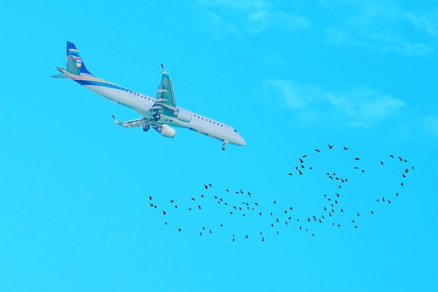 Aeroplano e stormo di uccelli Stormo di cicogne e aerei