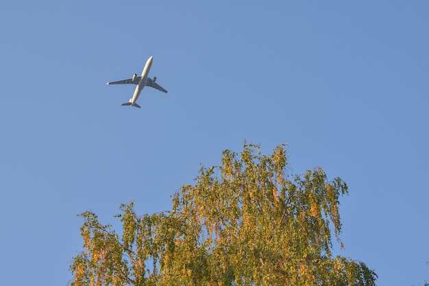 Aeroplano nel cielo contro l'albero ingiallito