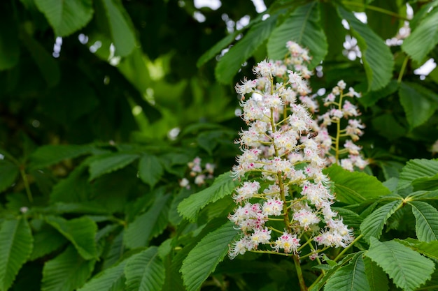 Aesculus hippocastanumblossom di ippocastano o conker tree primavera