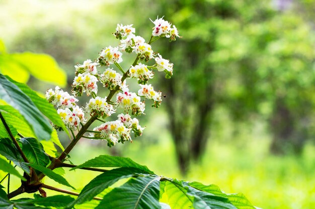 Aesculus hippocastanumblossom di ippocastano o conker tree primavera