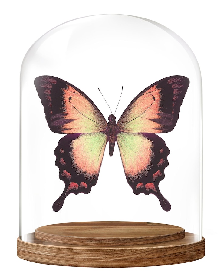 Photo aesthetic butterfly png glass dome sticker insect concept art transparent background