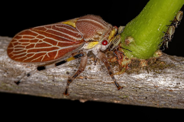 Aetalionid Treehopper adulto della specie Aetalion reticulatum