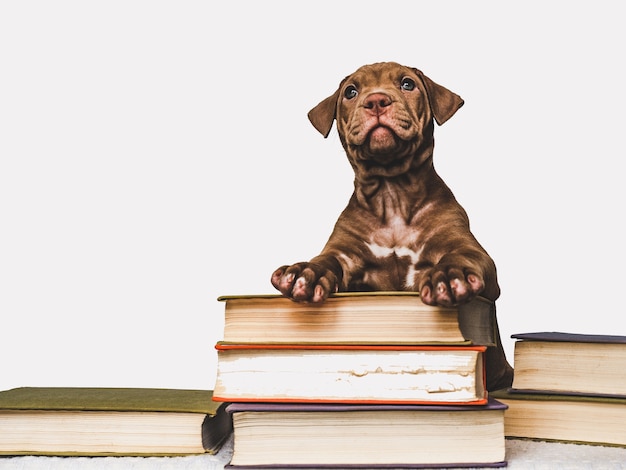 Affascinante, adorabile cucciolo di colore marrone. Primo piano, al coperto. Foto dello studio. Concetto di cura, educazione, addestramento all'obbedienza, allevamento di animali domestici