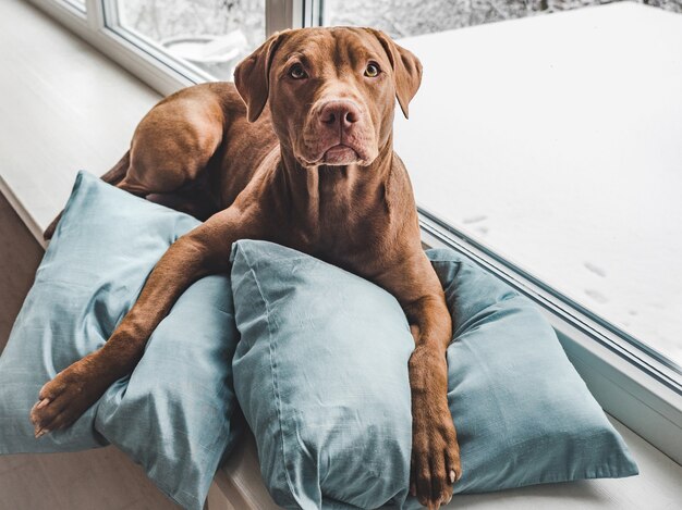 Affascinante, adorabile cucciolo di colore marrone. Primo piano, al coperto. Luce del giorno. Concetto di cura, educazione, addestramento all'obbedienza, allevamento di animali domestici