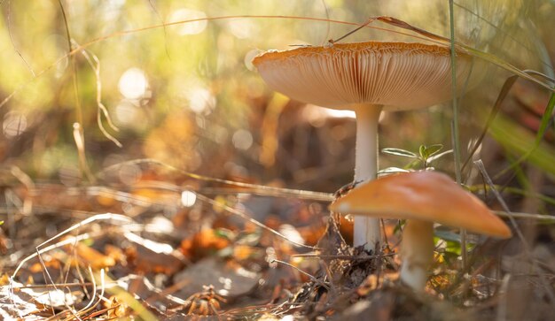 Affascinante agarico di mosca Una vista macro del fungo rosso