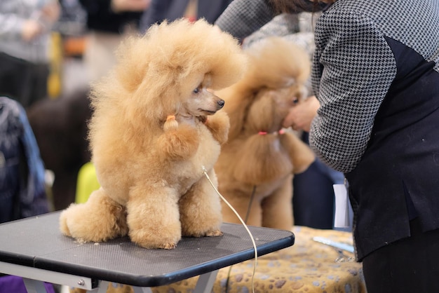 Affascinante barboncino albicocca alla mostra canina sul tavolo di toelettatura