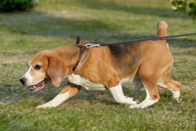 Affascinante cane beagle per strada in estate