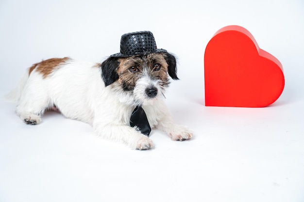 Affascinante cane da gentiluomo con cappello e cravatta accanto a una scatola a forma di cuore Buon concetto di giorno di San Valentino Amore