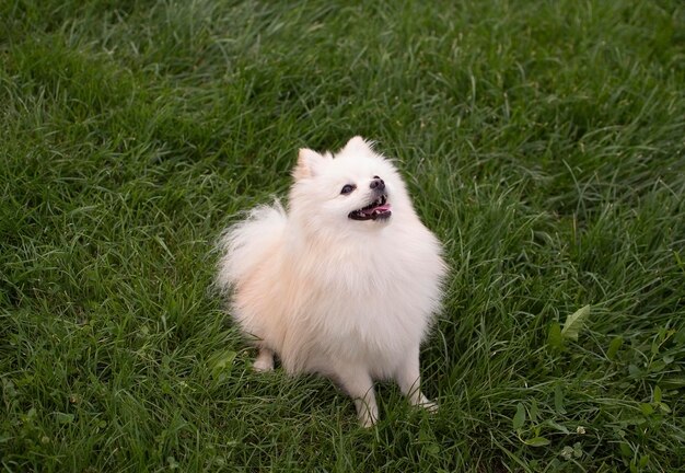 Affascinante cane di razza Pomerania che passeggia attraverso il prato estivo in una giornata di sole Pomerania in piedi in mezzo a un campo erboso leale giocoso e intelligente Concetto di animali domestici preferiti