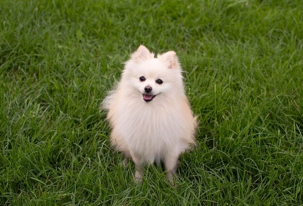 Affascinante cane di razza Pomerania che passeggia attraverso il prato estivo in una giornata di sole Pomerania in piedi in mezzo a un campo erboso leale giocoso e intelligente Concetto di animali domestici preferiti