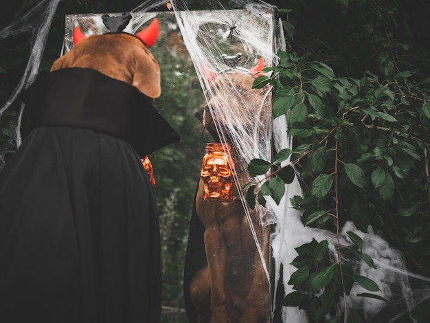 Affascinante cane marrone dolce e costume da Conte Dracula