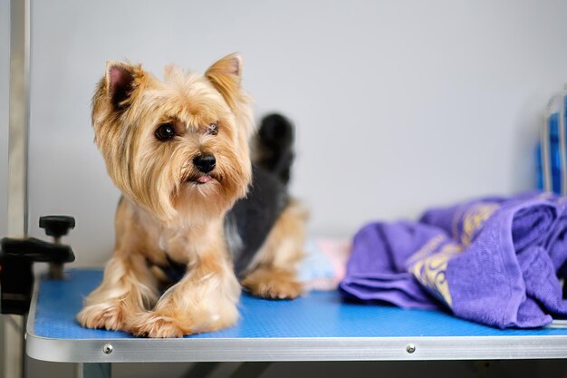 Affascinante cane Yorkshire Terrier sdraiato sul tavolo durante la toelettatura Accanto all'asciugamano