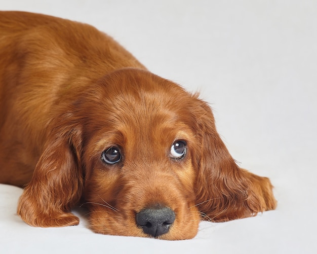 Affascinante cucciolo di setter irlandese di colore marrone su sfondo bianco