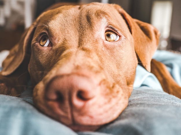 Affascinante, dolce cucciolo color cioccolato. Primo piano, al coperto. Luce del giorno. Concetto di cura, educazione, addestramento all'obbedienza, allevamento di animali domestici